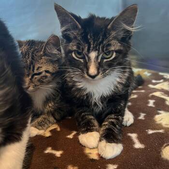 Shaggy -  Domestic Short Hair Cat for Adoption in Matteson, Illinois - Shaggy | PetCurious
