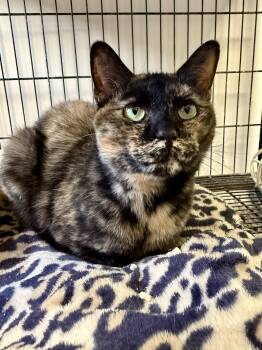 Tortoiseshell Cats Available for Adoption in Xenia, Ohio - Galadriel | PetCurious
