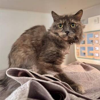 Domestic Short Hair Cats Available for Adoption in Riverside, California - FREYA | PetCurious