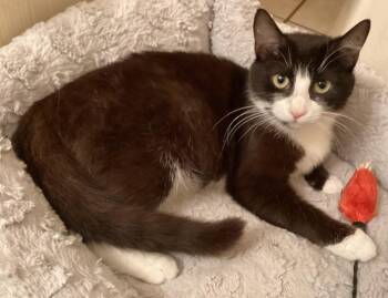 Rescue Domestic Short Hair Cats for Adoption in Dover, Delaware - Patsy Cline | PetCurious