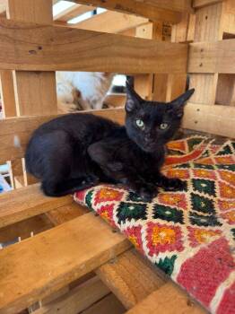 Rescue Domestic Short Hair Cats for Adoption in Brampton, Ontario - Baghira- Very Sweet!! | PetCurious