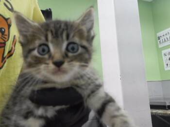 CHEESY GORDITA CRUNCH -  Domestic Short Hair Cat for Adoption in Omaha, Nebraska - CHEESY GORDITA CRUNCH | PetCurious