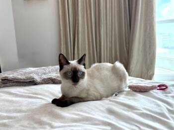 Lobster -  Siamese Cat for Adoption in Homestead, Florida - Lobster | PetCurious