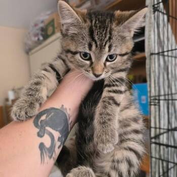 Alencon Lace -  Domestic Short Hair Cat for Adoption in Winthrop, Maine - Alencon Lace | PetCurious