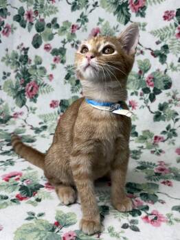 261031  Van Gogh -  Domestic Short Hair Cat for Adoption in Wetumpka, Alabama - 261031  Van Gogh | PetCurious