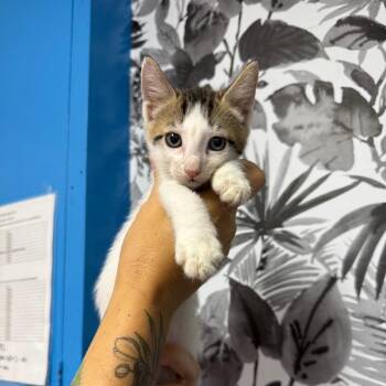 Pavo -  Domestic Short Hair Cat for Adoption in Wahiawa, Hawaii - Pavo | PetCurious