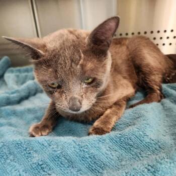 Kevin -  Domestic Short Hair Cat for Adoption in Norman, Oklahoma - Kevin | PetCurious