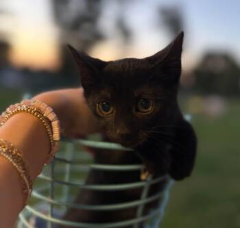 Domestic Medium Hair Cats Available for Adoption in Calera, Alabama - Griselda | PetCurious