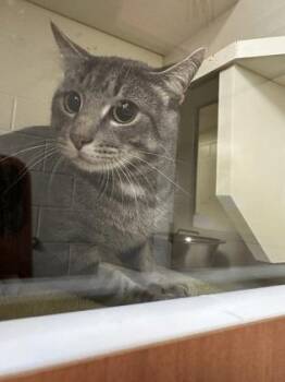 Lulo -  Domestic Short Hair Cat for Adoption in Fairfax, Virginia - Lulo | PetCurious