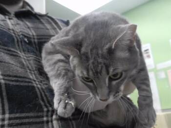Domestic Short Hair Cats Available for Adoption in Omaha, Nebraska - RAT | PetCurious