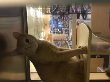 Rescue Tabby Cats for Adoption in Jeffersontown, Kentucky - Maury | PetCurious