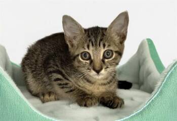 GEORGIO -  Domestic Short Hair Cat for Adoption in Fort Lauderdale, Florida - GEORGIO | PetCurious