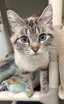 Eve -  Domestic Short Hair Cat for Adoption in Gillette, Wyoming - Eve | PetCurious