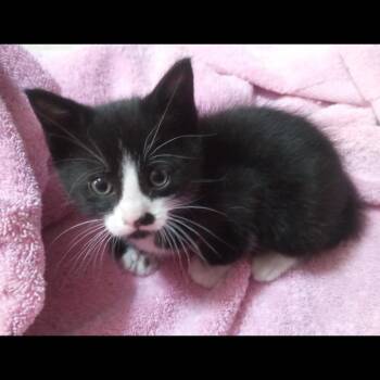 Salem -  Domestic Short Hair Cat for Adoption in Ashland, Oregon - Salem | PetCurious