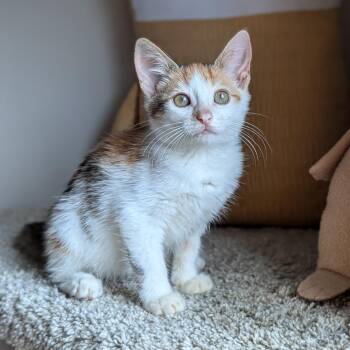 Rescue Calico and Tabby Cats for Adoption in Tucker, Georgia - Alice (The Brady Bunch Litter) | PetCurious