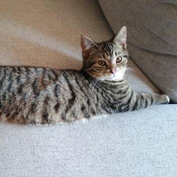 Domestic Short Hair Cats Available for Adoption - Gouda | PetCurious