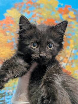 Sidney -  Domestic Short Hair Cat for Adoption in New Braunfels, Texas - Sidney | PetCurious