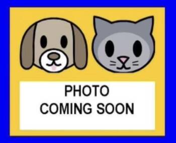 Domestic Short Hair Cats Available for Adoption - LUCAS | PetCurious