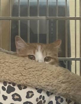 Domestic Short Hair Cats Available for Adoption in Metamora, Illinois - Pumpkin.   (Top Notched) | PetCurious