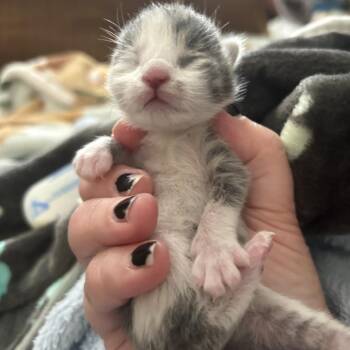 Domestic Short Hair Cats Available for Adoption in Greensboro, North Carolina - Archer | PetCurious