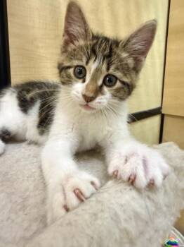 Domestic Medium Hair Cats Available for Adoption in Austin, Texas - Aries | PetCurious