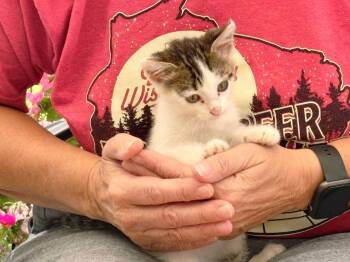 Buddy -  Domestic Short Hair Cat for Adoption in Decorah, Iowa - Buddy | PetCurious