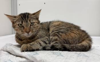 Matilda -  Calico Cat for Adoption in Alexandria, Virginia - Matilda | PetCurious