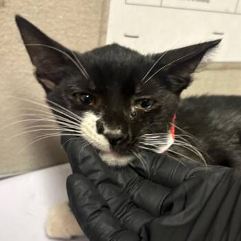 Abba -  Domestic Short Hair Cat for Adoption in Yuma, Arizona - Abba | PetCurious