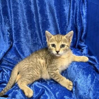 Miles -  Abyssinian Cat for Adoption in Gainesville, Florida - Miles | PetCurious
