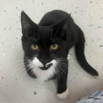 Rescue Domestic Short Hair Cats for Adoption in Yucca Valley, California - Shasta | PetCurious