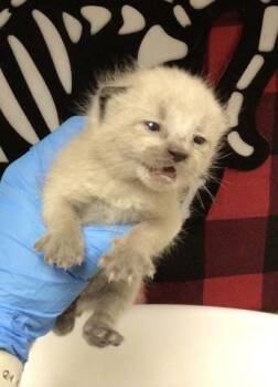 ALBUS -  Domestic Short Hair Cat for Adoption in Riverside, California - ALBUS | PetCurious