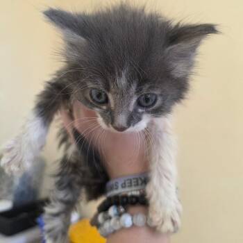 Stormy -  Domestic Short Hair Cat for Adoption in Corinth, Mississippi - Stormy | PetCurious