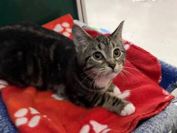 Tabby Cats Available for Adoption - Raleigh | PetCurious