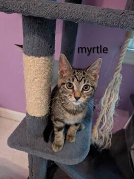 Myrtle -  Domestic Short Hair Cat for Adoption in Kansas City, Missouri - Myrtle | PetCurious