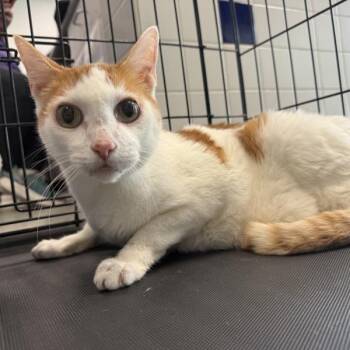 Bently -  Domestic Short Hair Cat for Adoption in Des Moines, Iowa - Bently | PetCurious