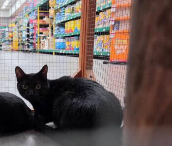Domestic Short Hair Cats Available for Adoption in Town 