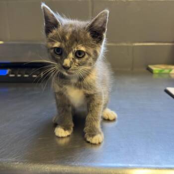 TUSC-Stray-84657 -  Domestic Short Hair Cat for Adoption in Tuscaloosa, Alabama - TUSC-Stray-84657 | PetCurious