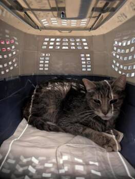 Cherub -  Domestic Short Hair Cat for Adoption in Montreal, Quebec - Cherub | PetCurious