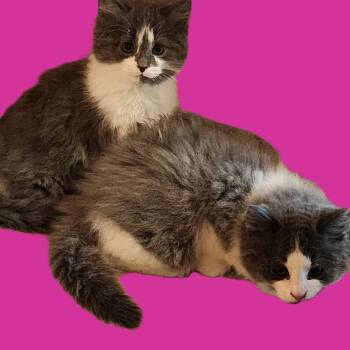 Meatloaf -  Domestic Short Hair Cat for Adoption in Candler, North Carolina - Meatloaf | PetCurious