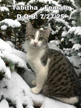 Domestic Short Hair Cats Available for Adoption -  Tabitha - Adorable And Playful Kitten | PetCurious
