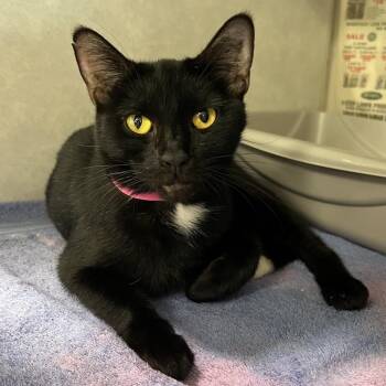 Desi -  Domestic Short Hair Cat for Adoption in Fairport, New York - Desi | PetCurious
