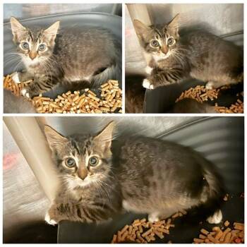 Drew -  Domestic Short Hair Cat for Adoption in New York, New York - Drew | PetCurious
