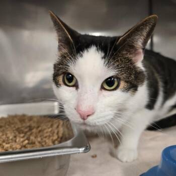 Milo 2.0 -  American Shorthair Cat for Adoption in Waldorf, Maryland - Milo 2.0 | PetCurious