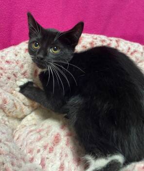 Wendy -  Domestic Short Hair Cat Available for Adoption in Jackson, Michigan - Wendy | PetCurious
