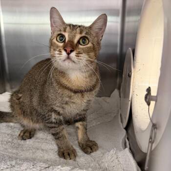 1374-C26 -  Domestic Short Hair Cat for Adoption in Port Charlotte, Florida - 1374-C26 | PetCurious