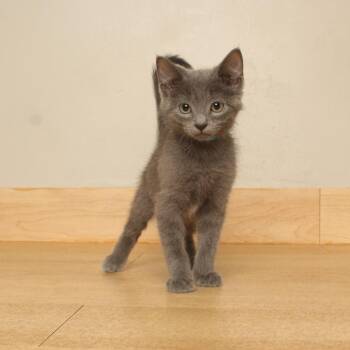 Tommy Atkins C70762 -  Domestic Short Hair Cat for Adoption in Minnetonka, Minnesota - Tommy Atkins C70762 | PetCurious