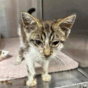 Herobrine -  Domestic Short Hair Cat for Adoption in Indianapolis, Indiana - Herobrine | PetCurious