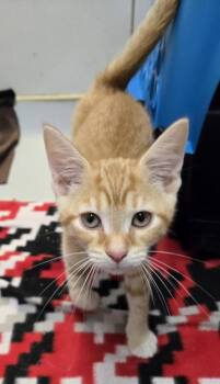 Phoenix 295-26 -  Domestic Short Hair Cat for Adoption in Cumming, Georgia - Phoenix 295-26 | PetCurious
