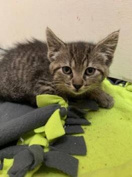 Carlos -  Domestic Medium Hair Cat for Adoption in Dayton, Minnesota - Carlos | PetCurious