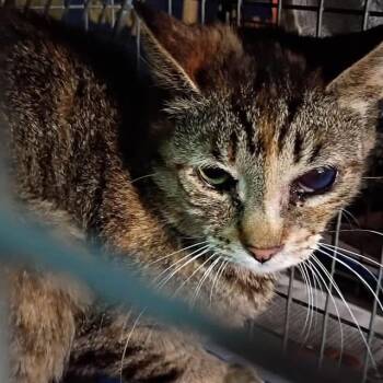 Tommy -  Domestic Short Hair Cat for Adoption in New York, New York - Tommy | PetCurious